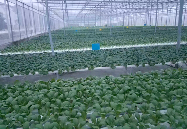 食堂承包公司對食堂蔬菜配送環(huán)節(jié)尤為重視